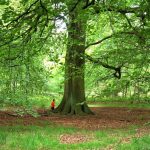 dideliu medziu sodinimas