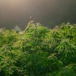 hemp-5675705_1280