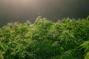 hemp-5675705_1280