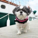 small-fluffy-dog-breeds-shih-tzu-1622652006